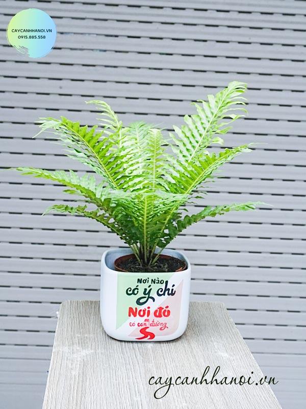 Chậu dương xỉ hạnh phúc