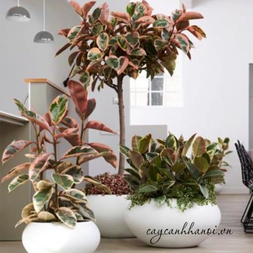 Đa đại phúc đỏ trang trí nội thất