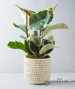 Đa đại phúc Ficus Tineke - đa cẩm thạch trắng