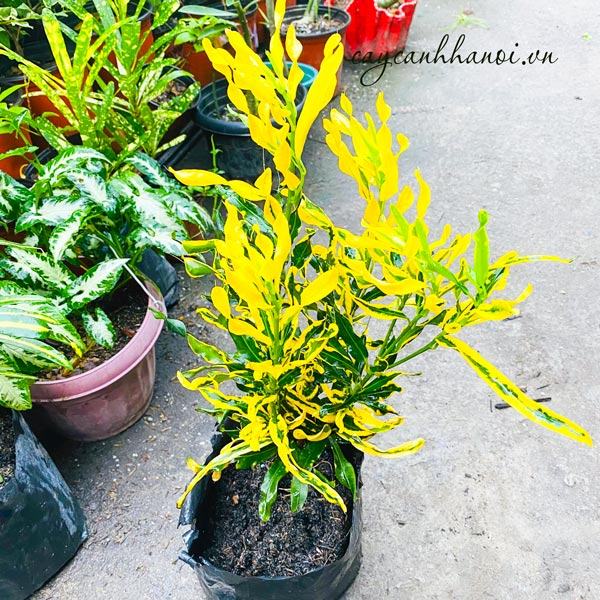 Đặc điểm của cây cô tòng lá nhún