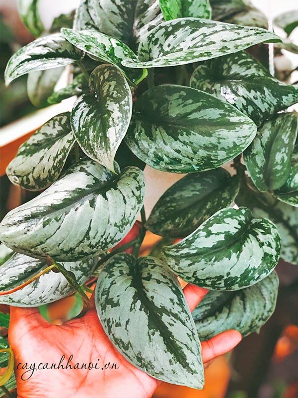 Đặc điểm lá cây trầu bà lụa