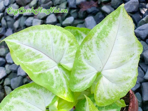 Đặc điểm lá cây tróc bạc
