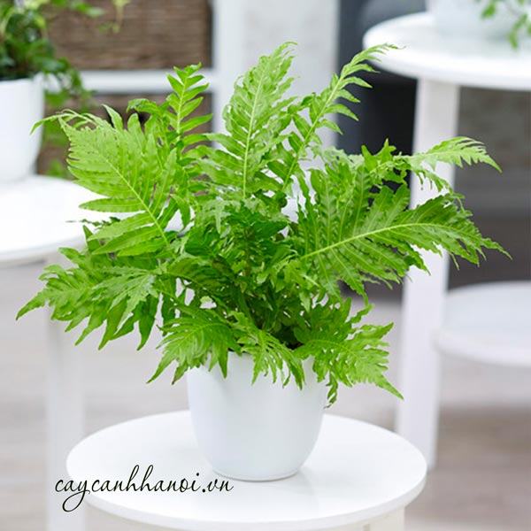 Dương xỉ khổng tước trồng chậu để bàn