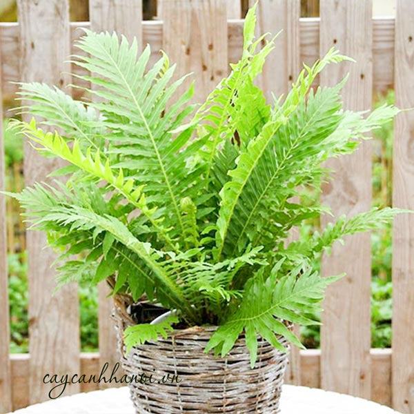Lưu ý khi chăm sóc cây dương xỉ khổng tước
