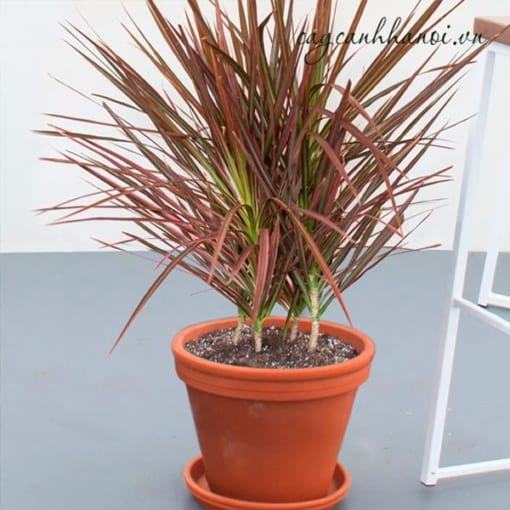 Phất dụ mảnh trồng để bàn