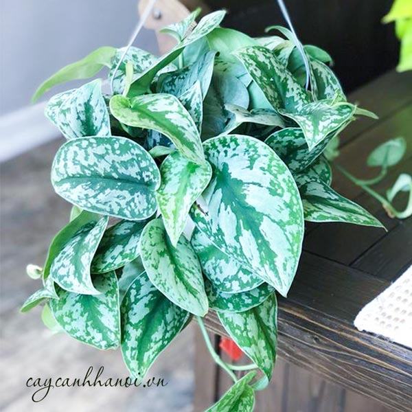 Trầu bà lụa mang đến may mắn cho gia chủ