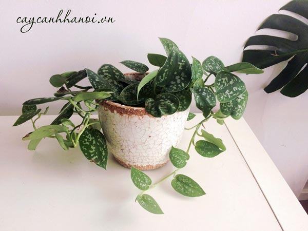 Trầu bà lụa trồng chậu để bàn
