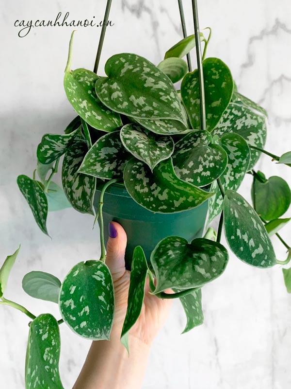 Trầu bà lụa trồng chậu treo