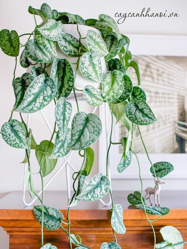 Trầu bà lụa trồng nội thất