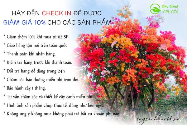Ưu đãi mua hoa giấy ngũ sắc tại cây cảnh Hà Nội