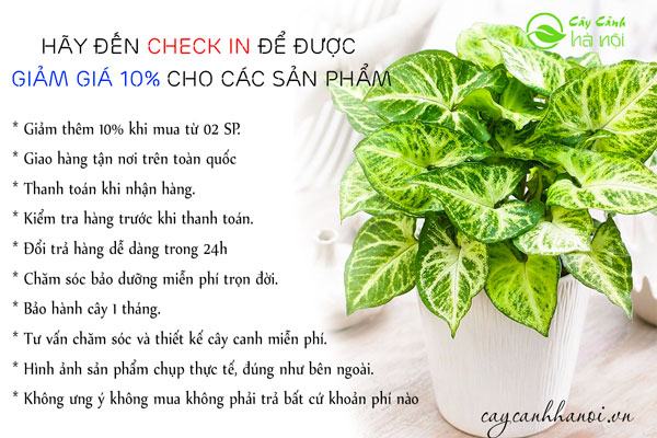 Ưu đại mua cây trầu bà trắng