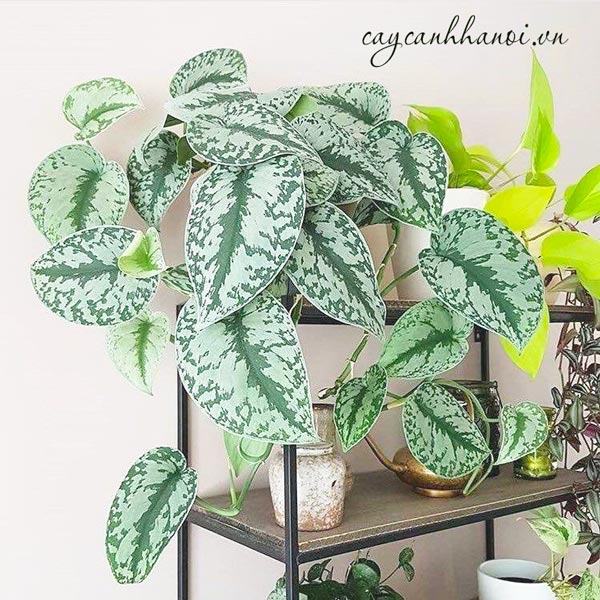 Ý nghĩa cây trầu bà lụa