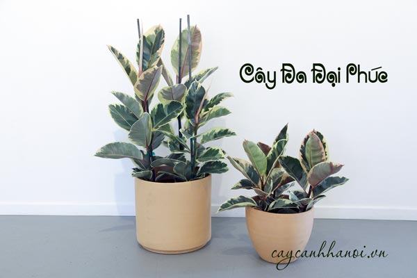 Đa đại phúc hay còn có tên gọi khác là đà cẩm thạch