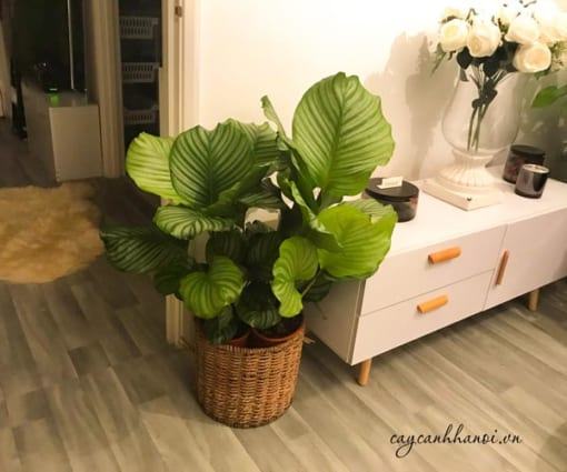 Cây đuôi công táo trồng trong nhà