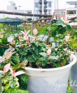 Cây thằn lăn bông chậu treo