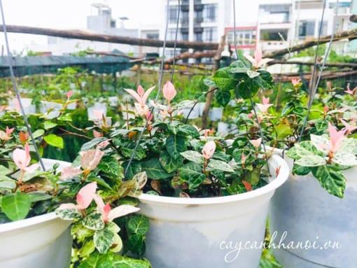 Cây thằn lăn bông chậu treo
