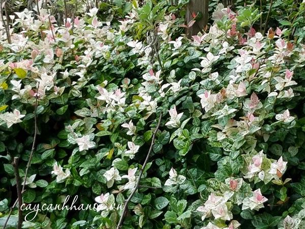 Cây thằn lằn bông trồng hàng rào