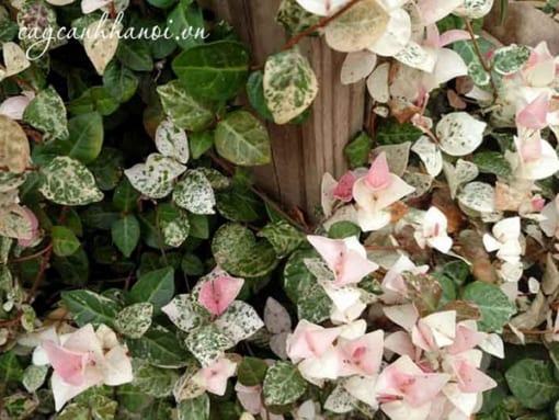 Cây thằn lằn cẩm thạch
