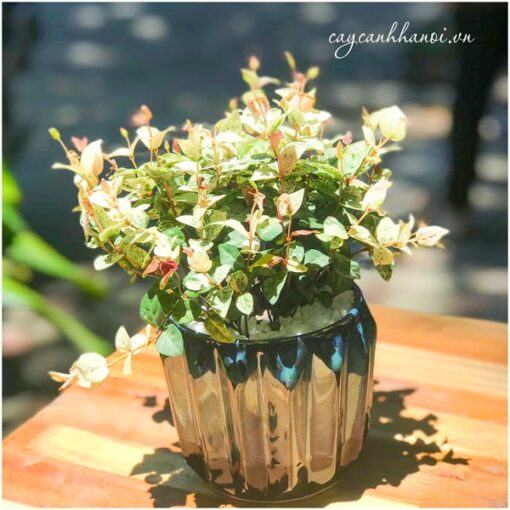 Cây thằn lằn cẩm thạch để bàn