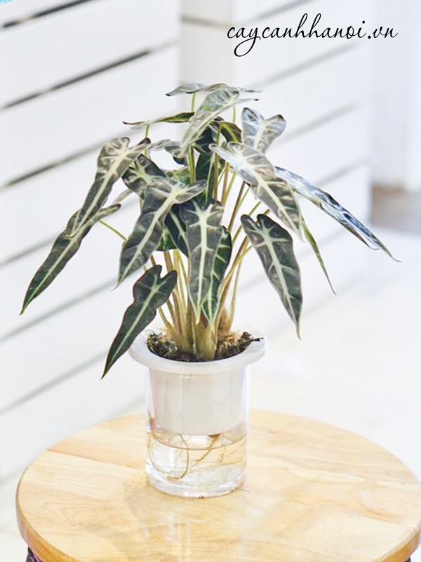 Cây trầu bà quan âm thủy canh