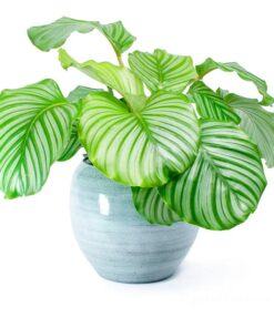 Công dụng cây đuôi công táo