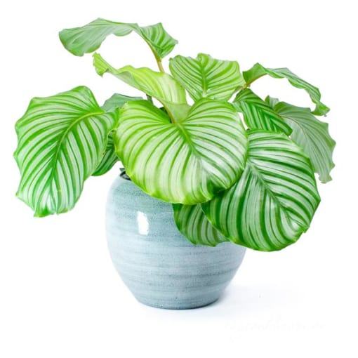 Công dụng cây đuôi công táo