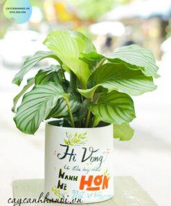 Công dụng cây đuôi công táo
