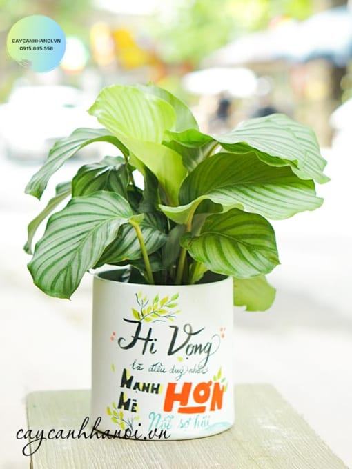 Công dụng cây đuôi công táo