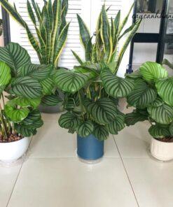 Cung cấp cây đuôi công táo tại Hà Nội