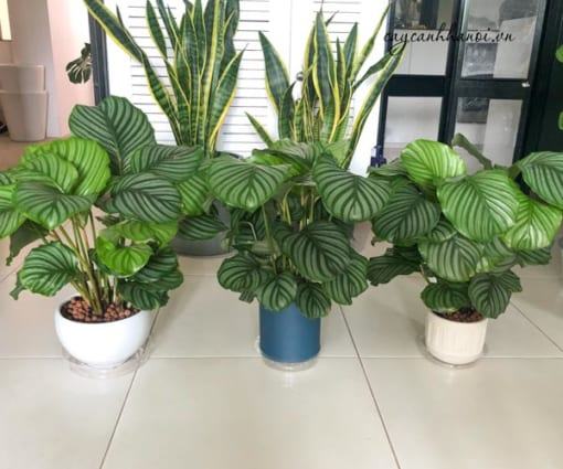 Cung cấp cây đuôi công táo tại Hà Nội