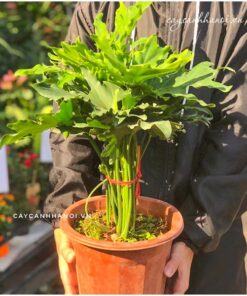 Đặc điểm cây trầu bà thanh xuân