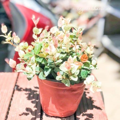 Đặc điểm của thằn lằn cẩm thạch