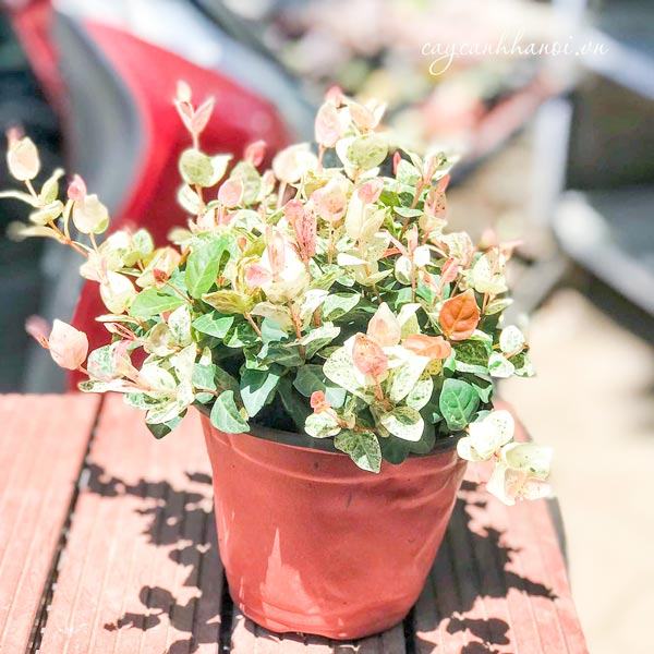 Đặc điểm của thằn lằn cẩm thạch
