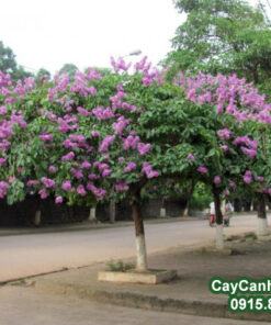 Cây Bằng Lăng