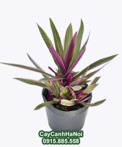 Cây Bảy Sắc Cầu Vồng