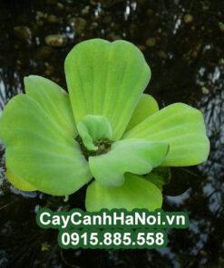 Cây Bèo Cái