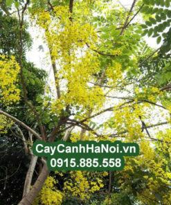 Cây Bò Cạp Vàng