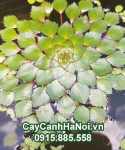 Cây Ấu Thái - Ấu Nước