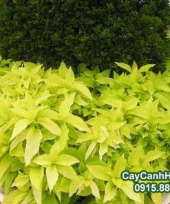 Cây Bạch Trạng Cây Vồn Hoa