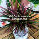 Cây Ánh Dương cây bụi