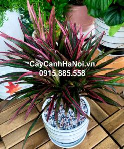 Cây Ánh Dương cây bụi