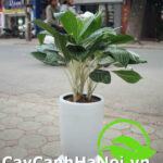 Cây Bạch Mã Hoàng Tử để bàn