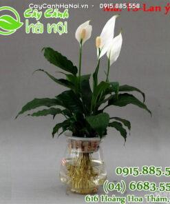 Cây Lan Ý