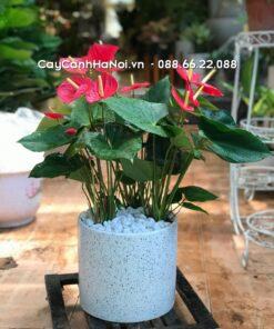Cây Hồng Môn