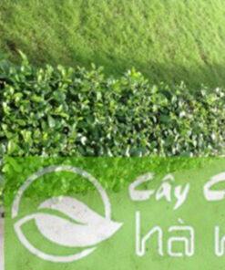 Cây Ắc ó Cây Hàng Rào