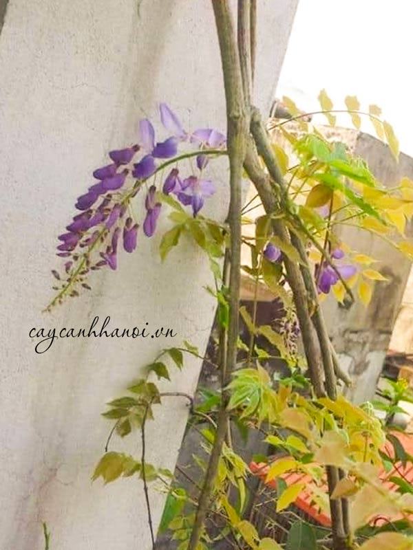 Cách chăm sóc cây tử đằng