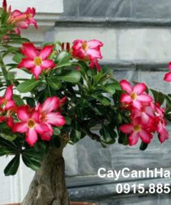Cây Hoa Sứ