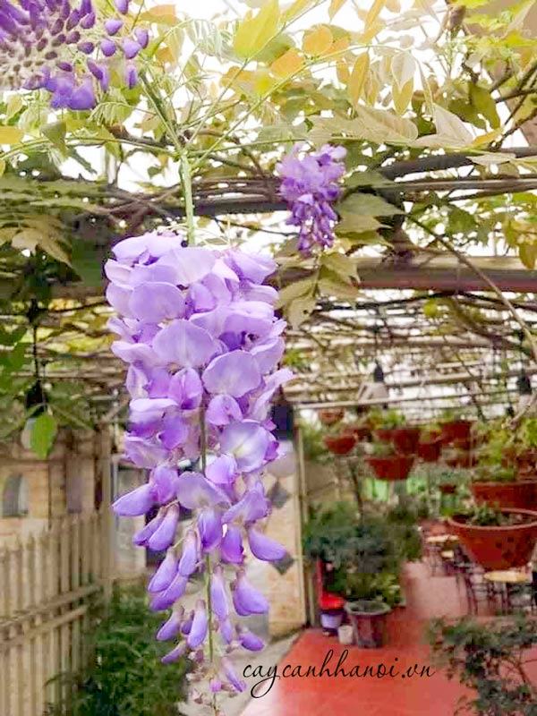 Cây hoa đằng la