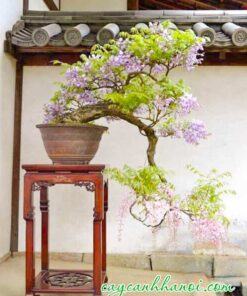 Cây hoa tử đằng trồng bon sai