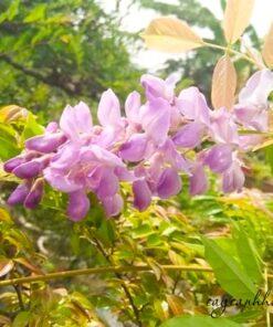 Cây tử đằng màng nhiều ý nghĩa tốt đẹp